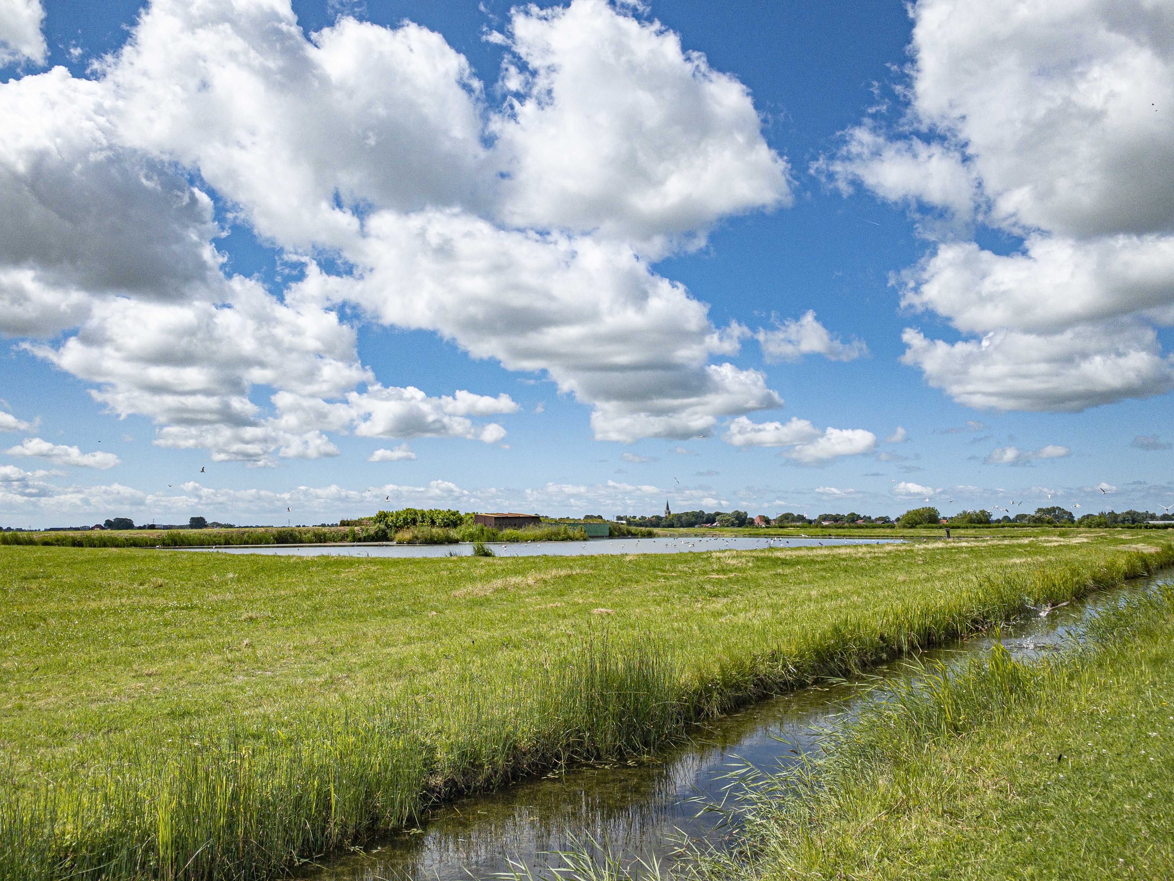 Featured image for “Einde broedseizoen weidevogels bij Murk”