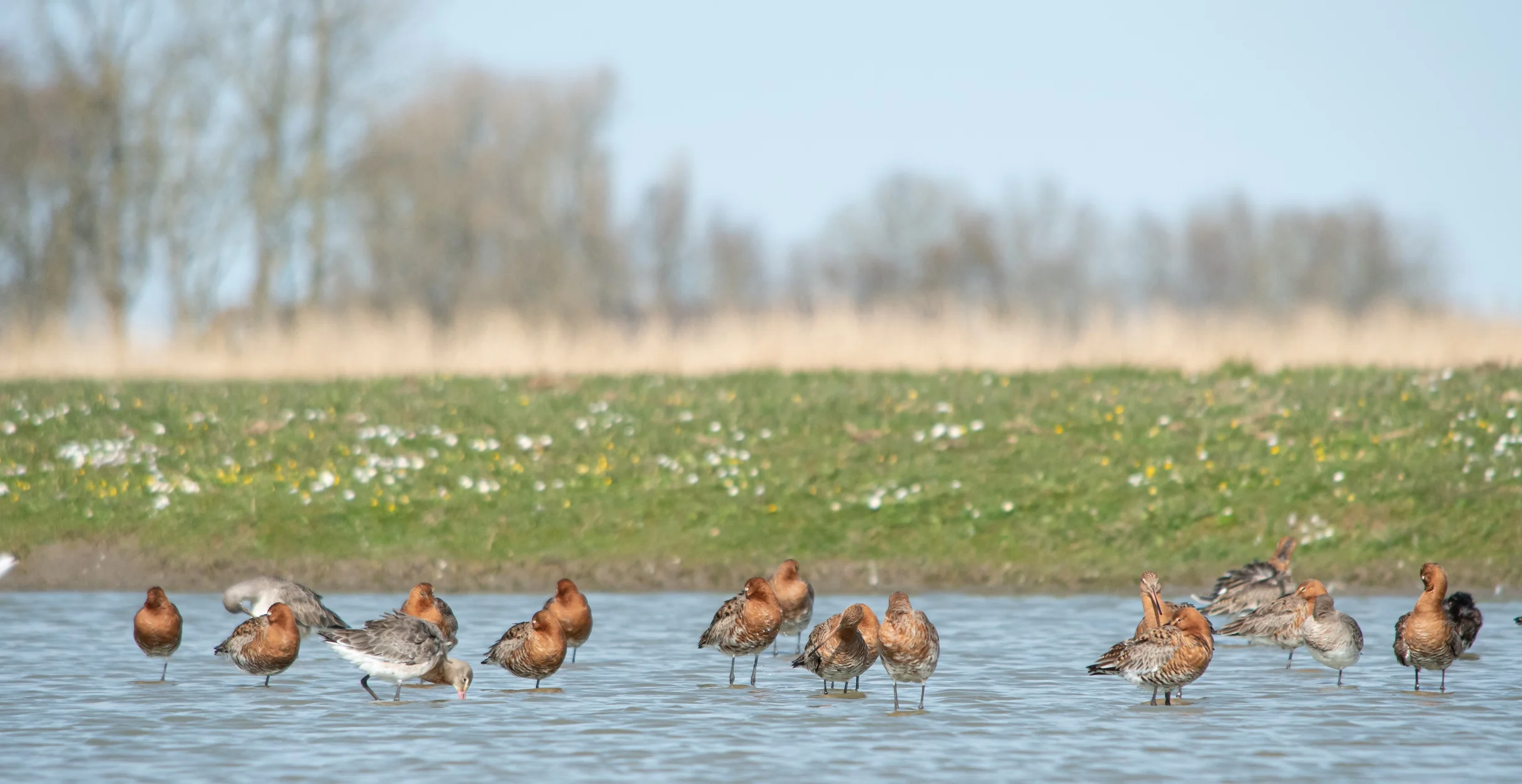 Featured image for “Enerverende dagen in Gruttoland”