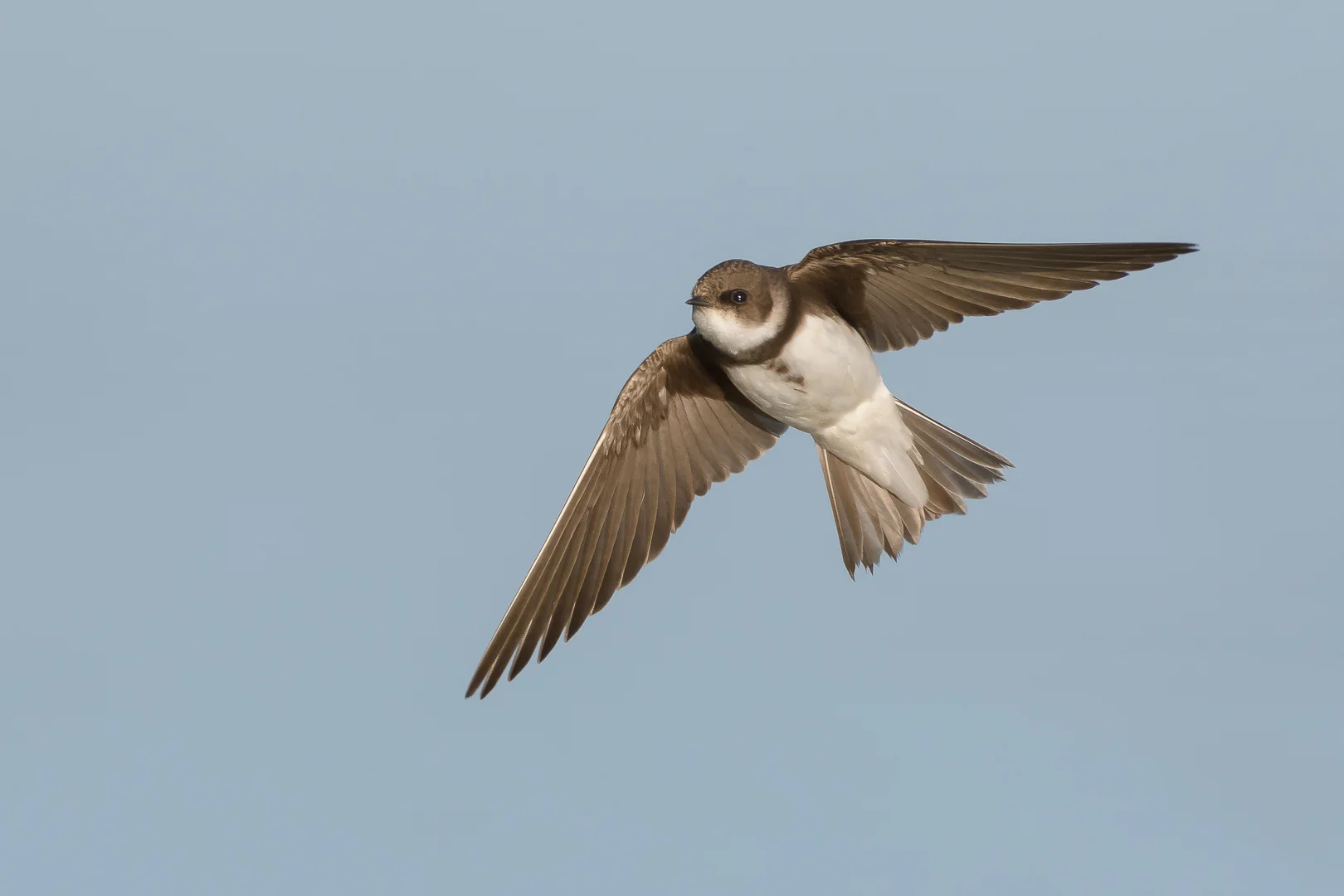 Featured image for “Onverzettelijke oeverzwaluwen”