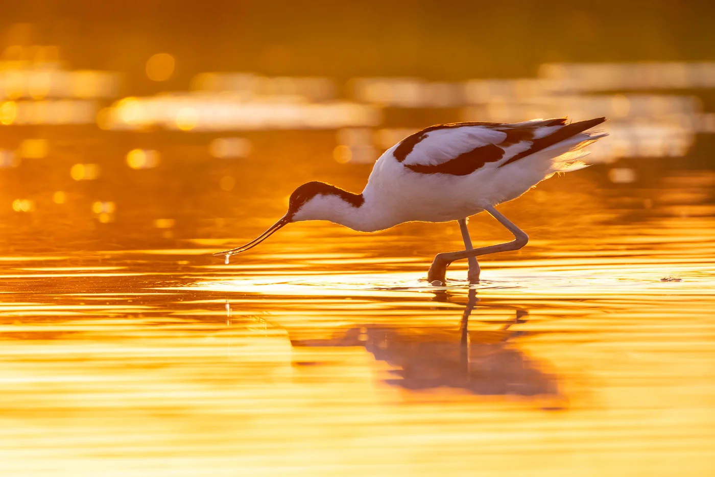 Featured image for “Vogelsterren”