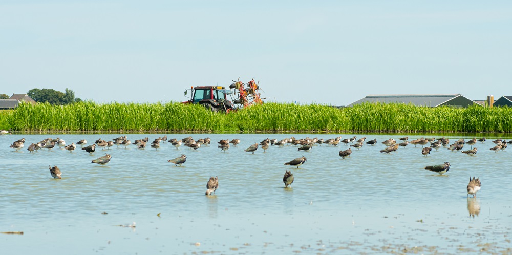 Featured image for “Eén groot vogelfestijn”